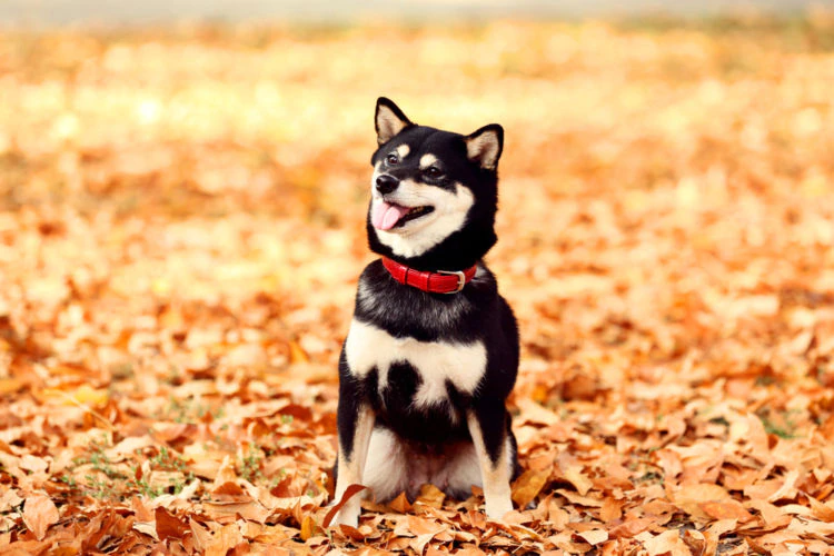 著者を変更してみた