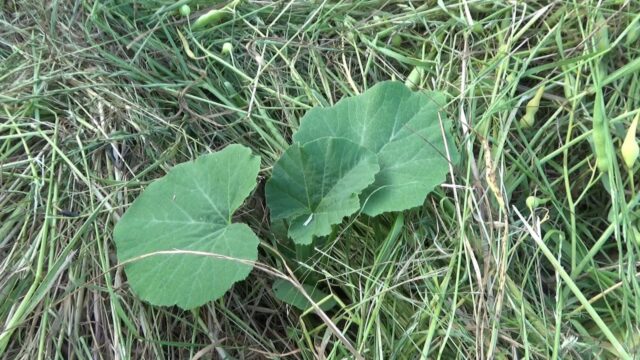 ブログ記事のタイトルは何文字が良い？記事タイトルカウンターを作りました